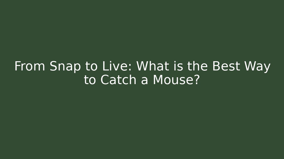 From Snap to Live: What is the Best Way to Catch a Mouse?