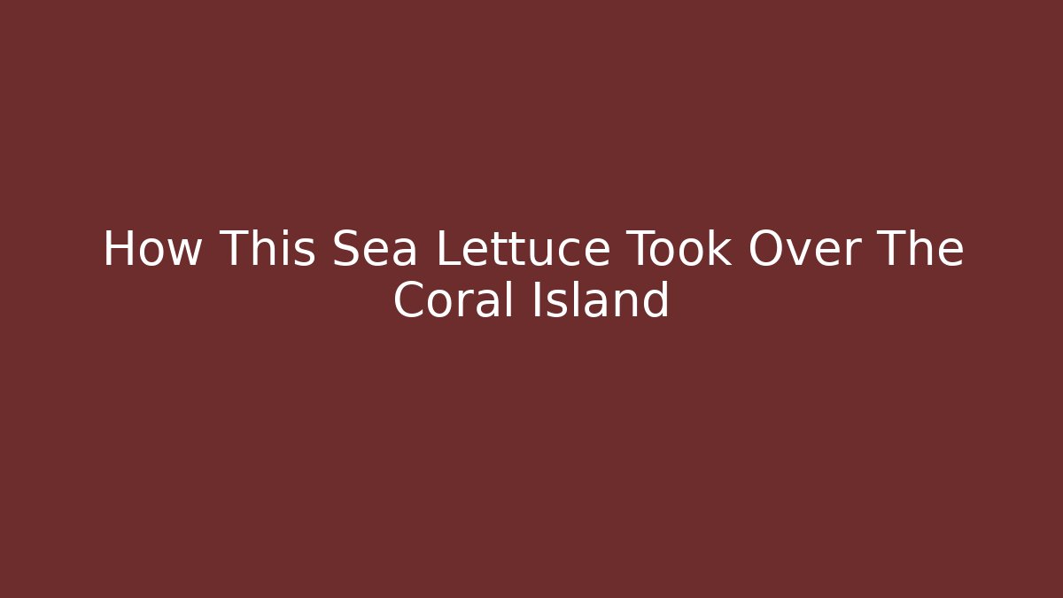 How This Sea Lettuce Took Over The Coral Island