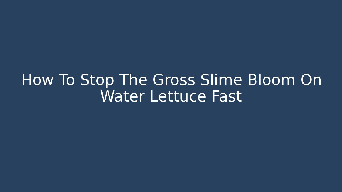 How To Stop The Gross Slime Bloom On Water Lettuce Fast