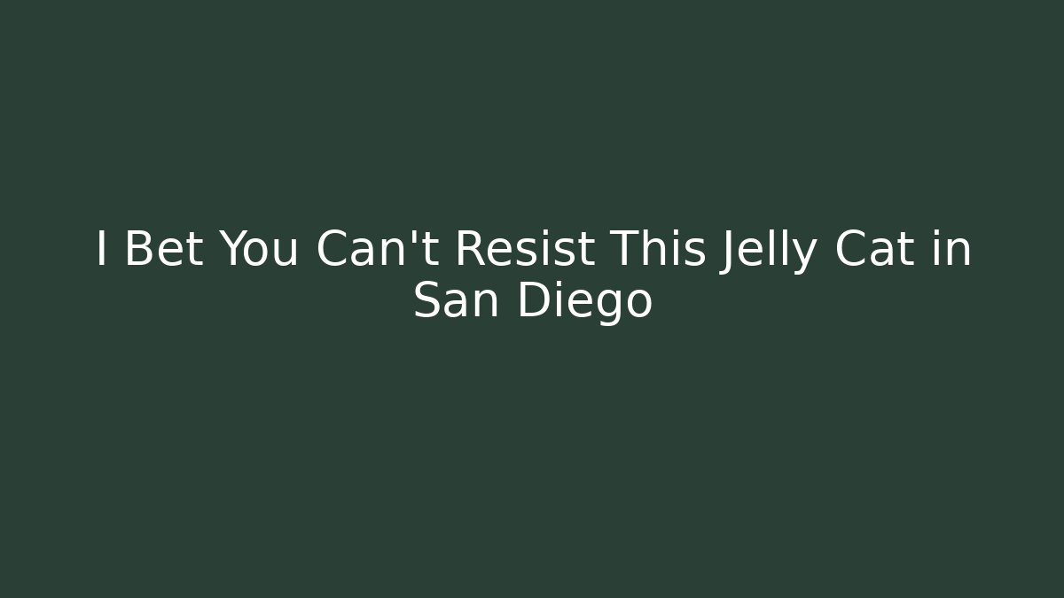 I Bet You Can't Resist This Jelly Cat in San Diego