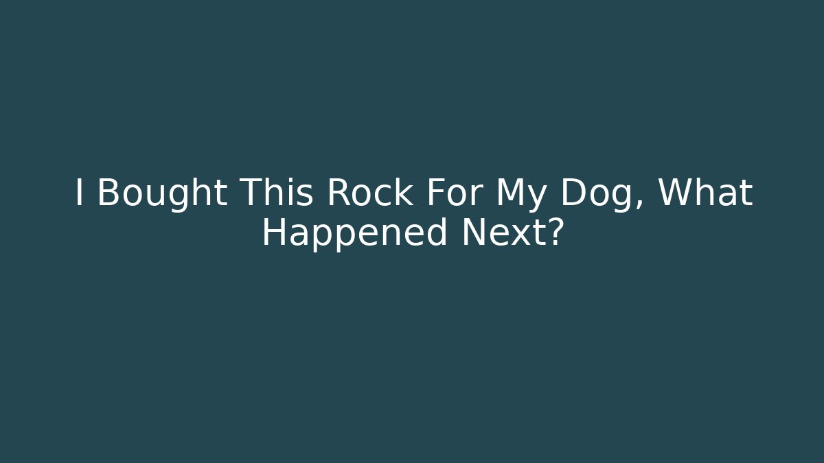 I Bought This Rock For My Dog, What Happened Next?