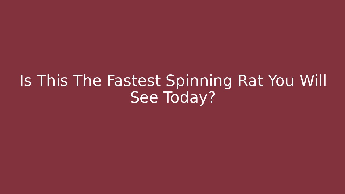 Is This The Fastest Spinning Rat You Will See Today?