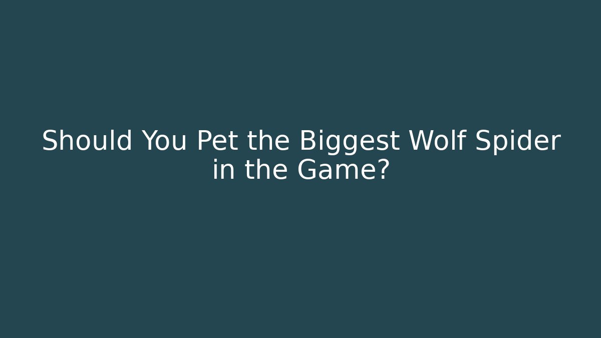 Should You Pet the Biggest Wolf Spider in the Game?
