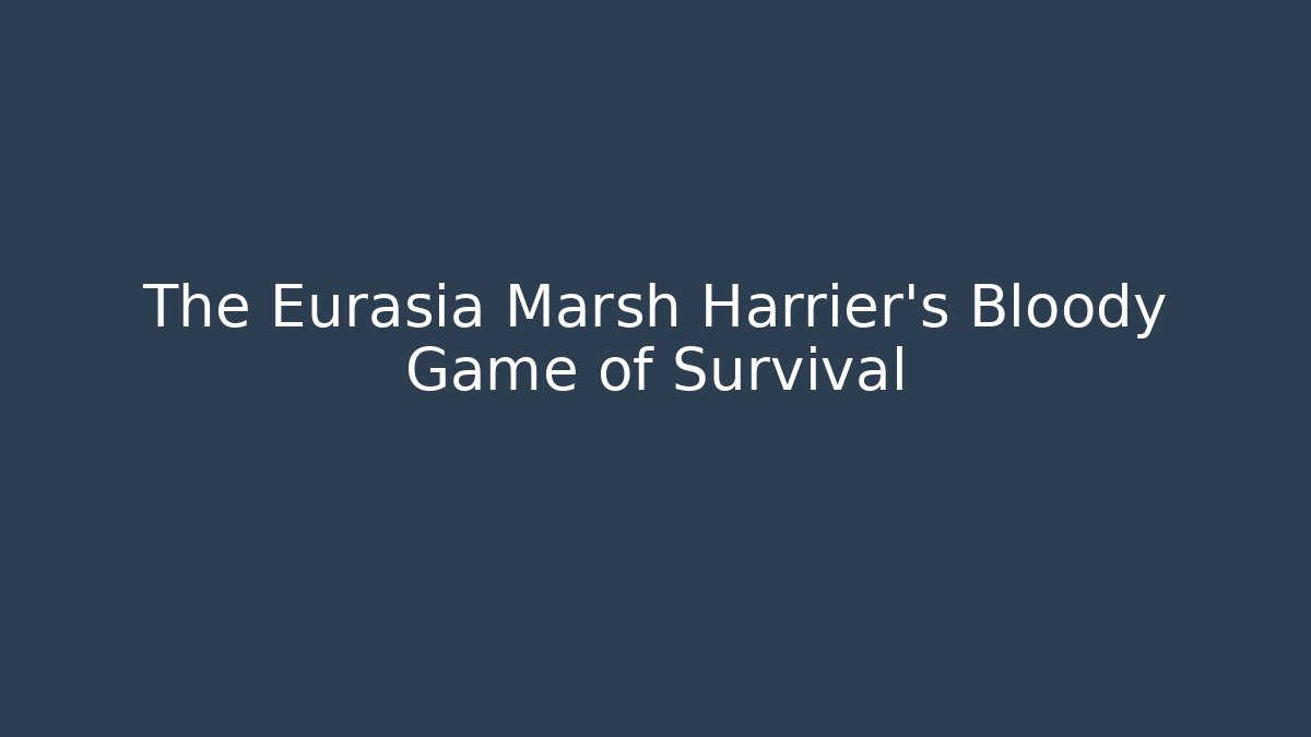 The Eurasia Marsh Harrier's Bloody Game of Survival