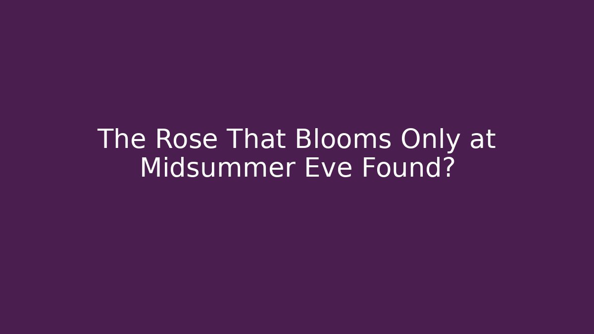 The Rose That Blooms Only at Midsummer Eve Found?