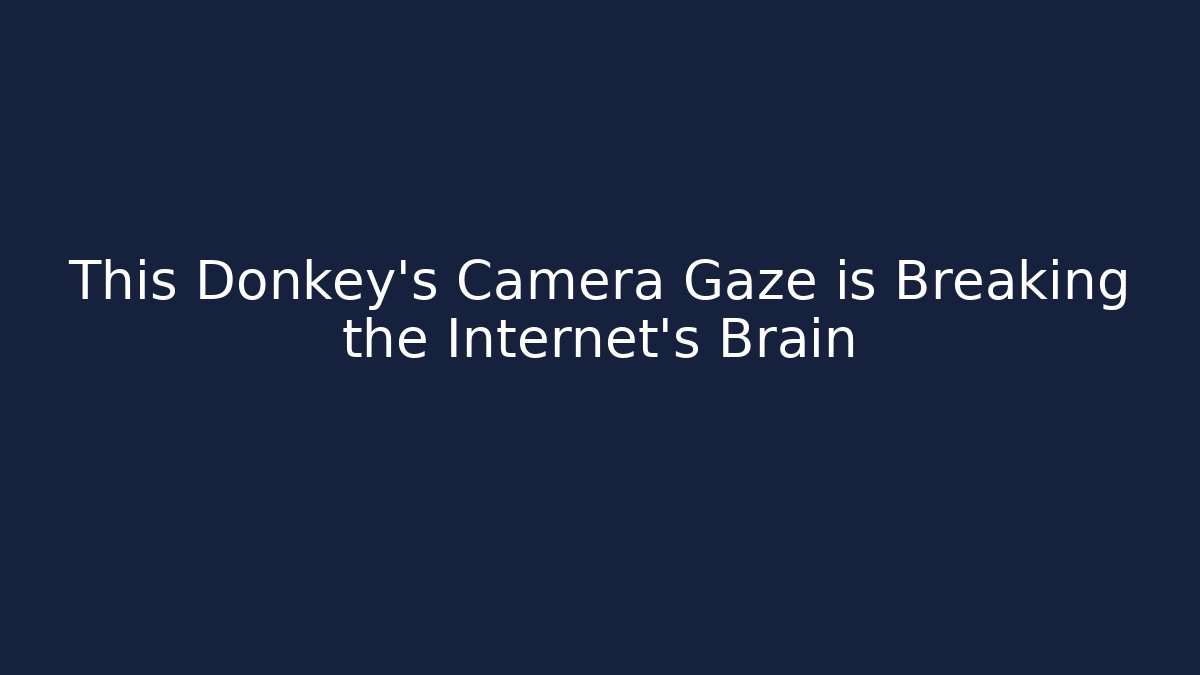This Donkey's Camera Gaze is Breaking the Internet's Brain