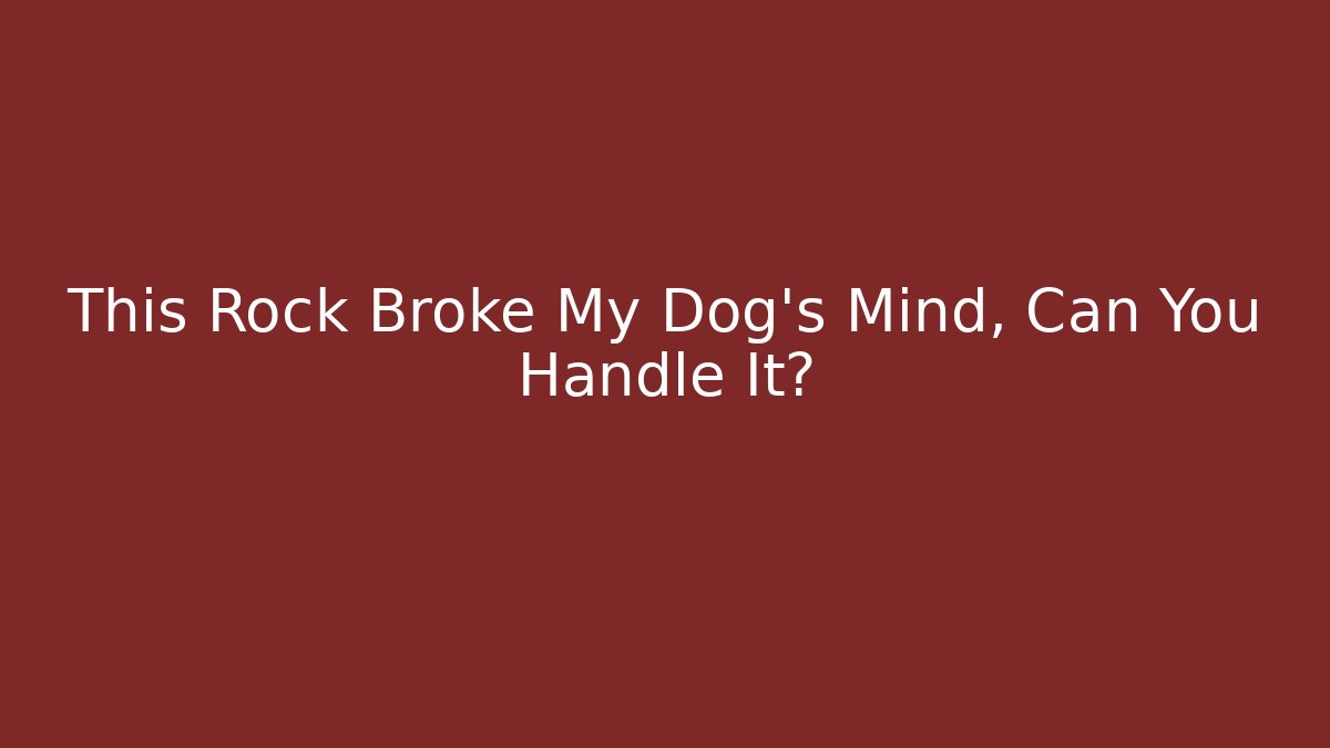 This Rock Broke My Dog's Mind, Can You Handle It?