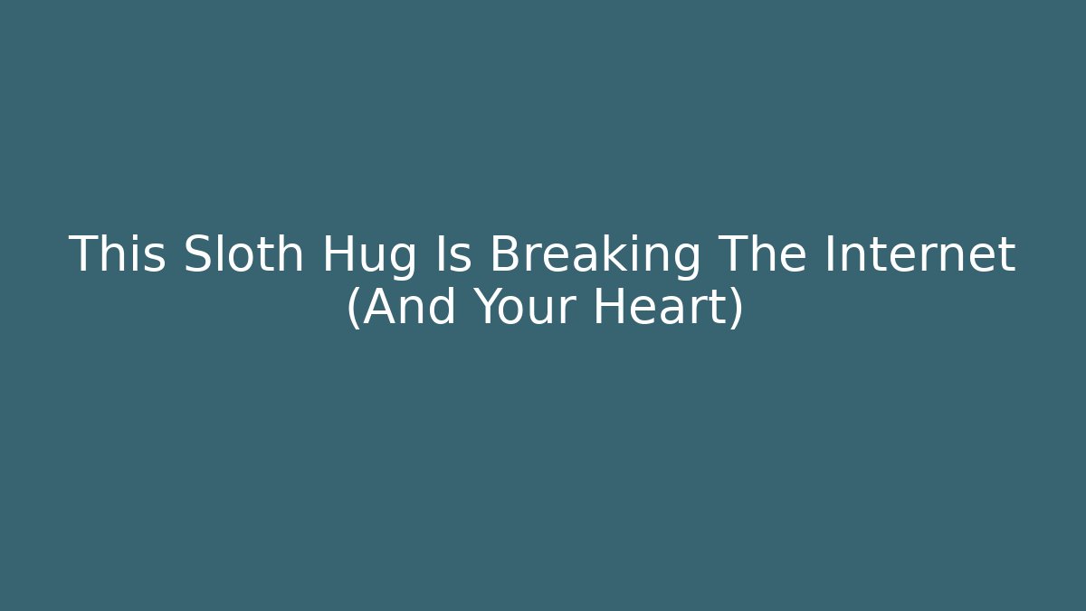 This Sloth Hug Is Breaking The Internet (And Your Heart) - Create More Assets