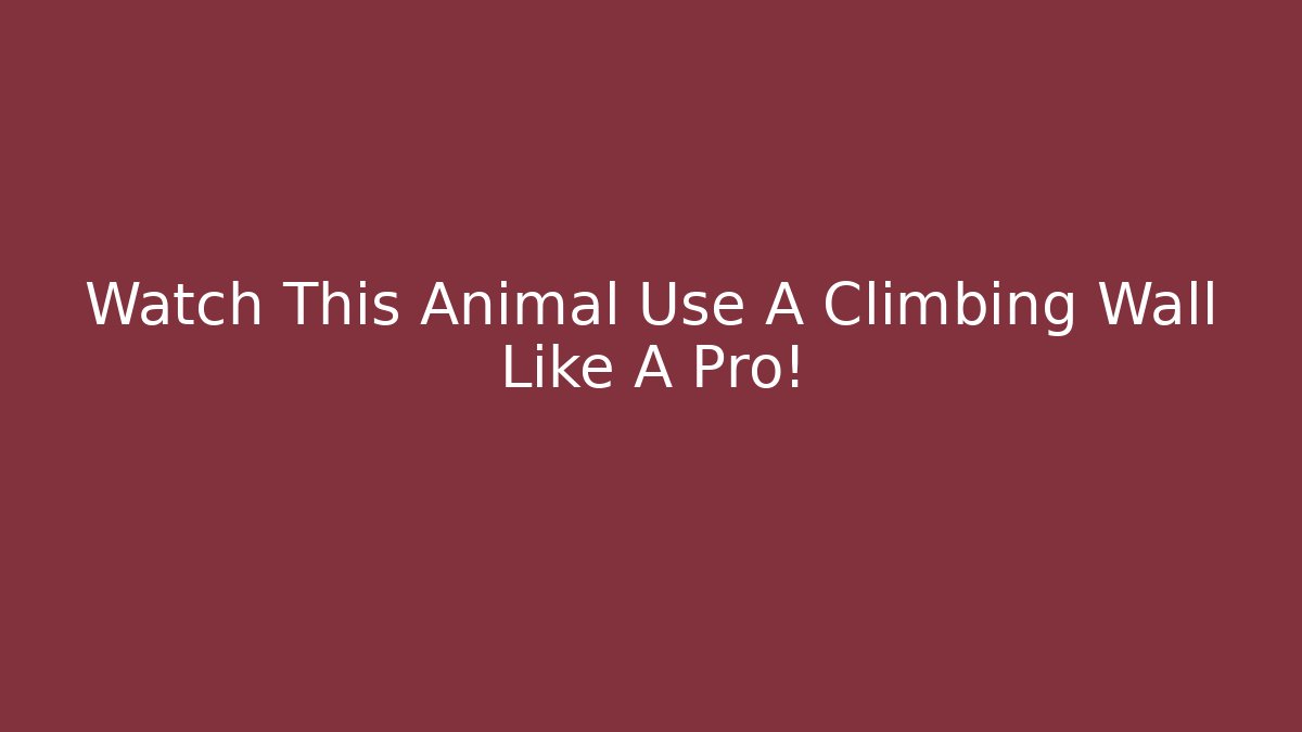 Watch This Animal Use A Climbing Wall Like A Pro!