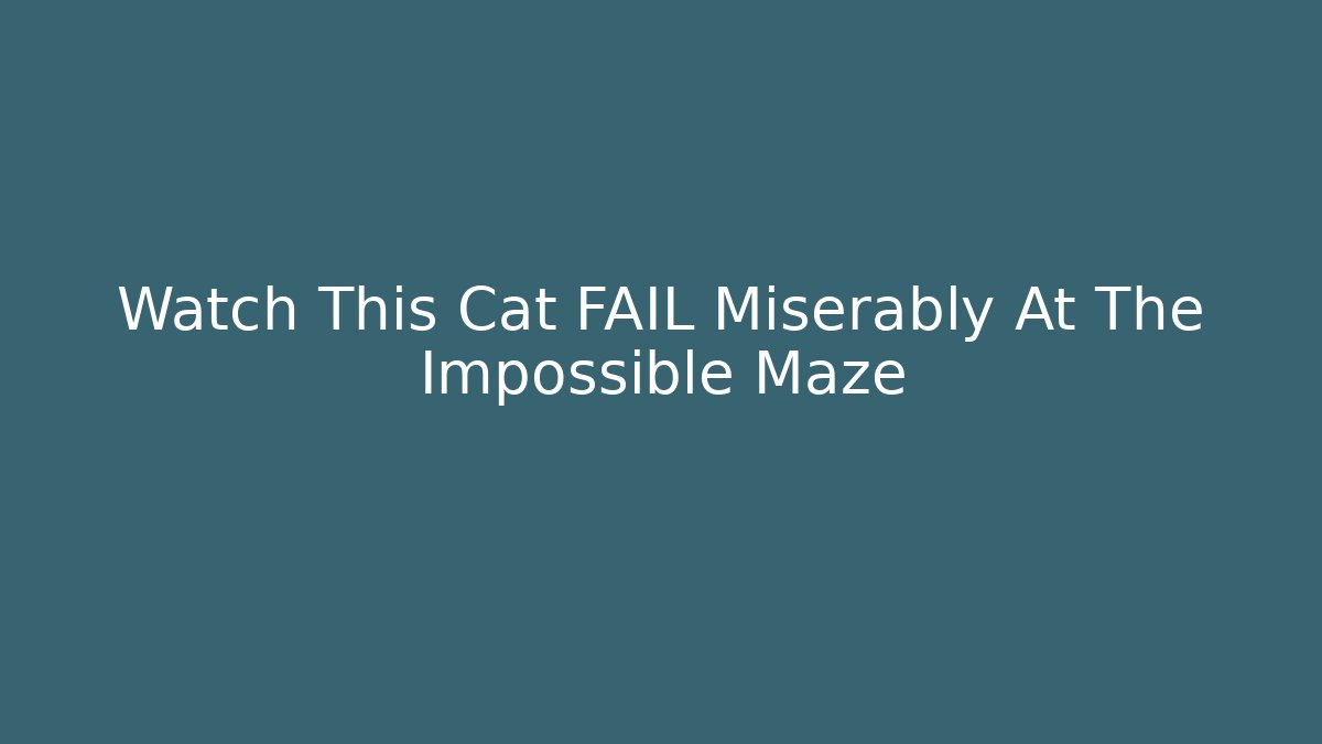Watch This Cat FAIL Miserably At The Impossible Maze