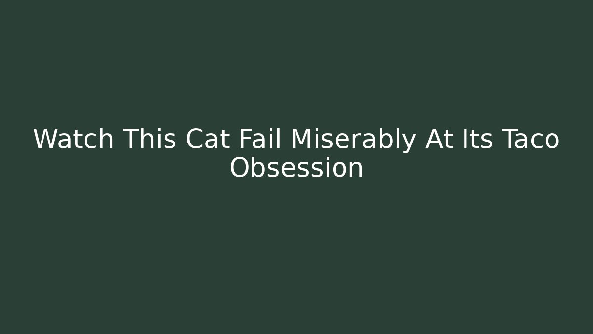 Watch This Cat Fail Miserably At Its Taco Obsession