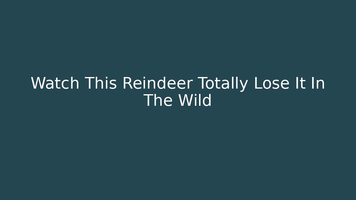 Watch This Reindeer Totally Lose It In The Wild