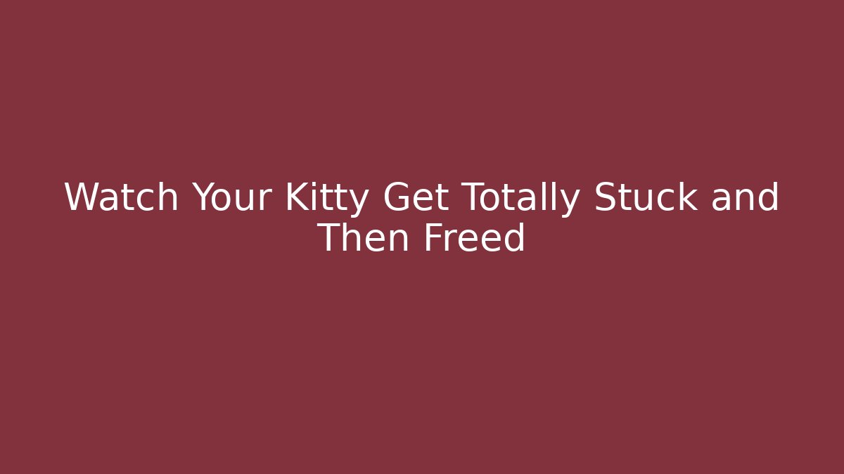 Watch Your Kitty Get Totally Stuck and Then Freed
