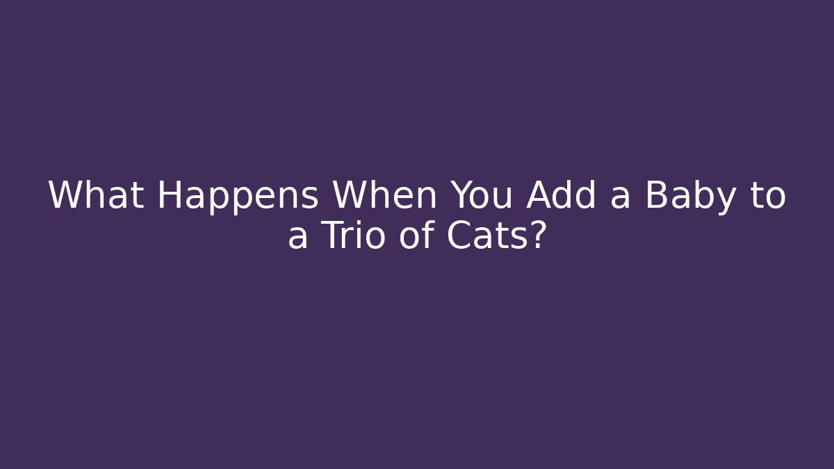 What Happens When You Add a Baby to a Trio of Cats?