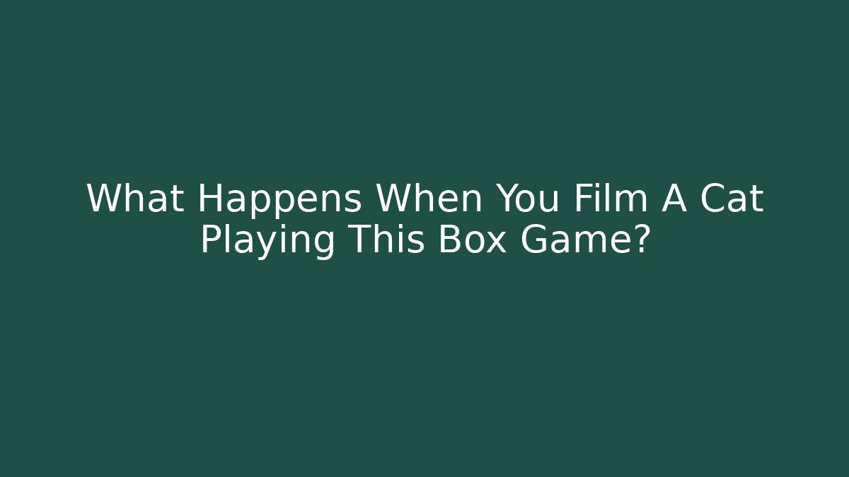 What Happens When You Film A Cat Playing This Box Game?