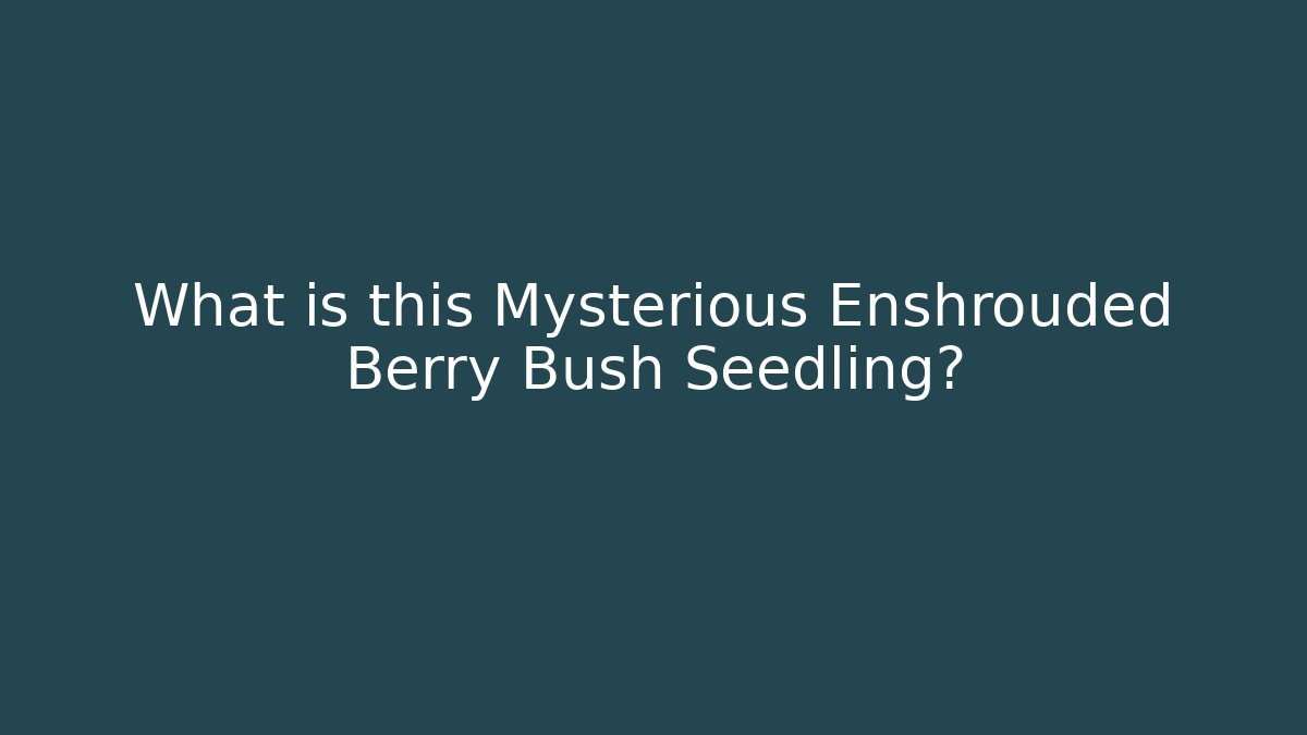 What is this Mysterious Enshrouded Berry Bush Seedling?