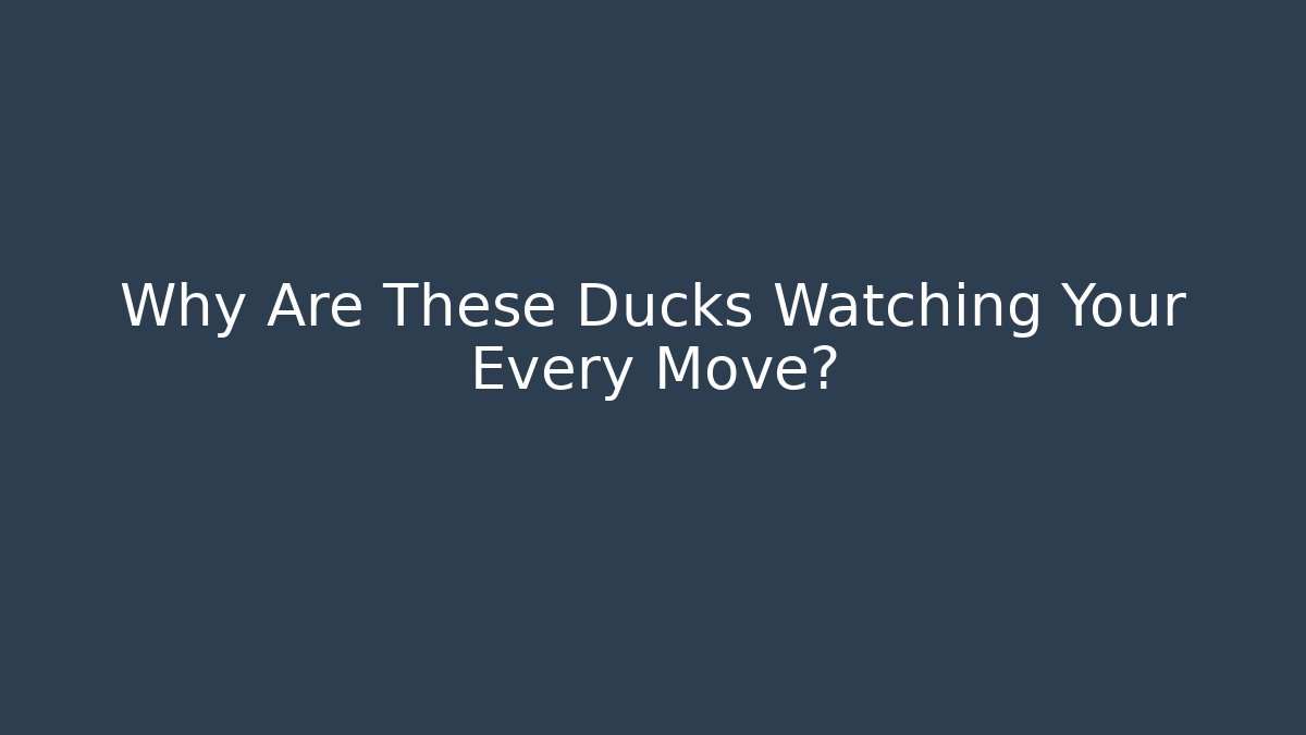 Why Are These Ducks Watching Your Every Move?