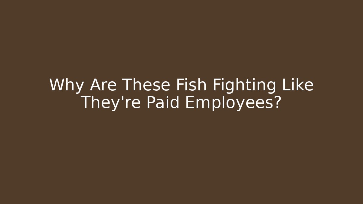 Why Are These Fish Fighting Like They’re Paid Employees?