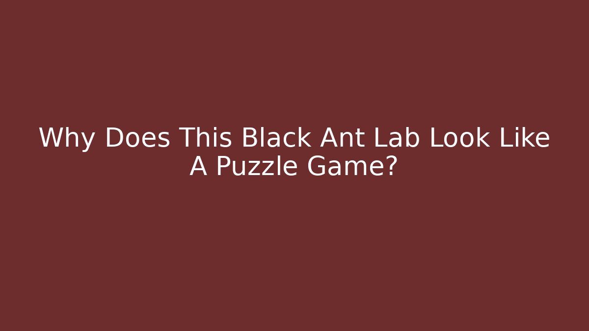 Why Does This Black Ant Lab Look Like A Puzzle Game?