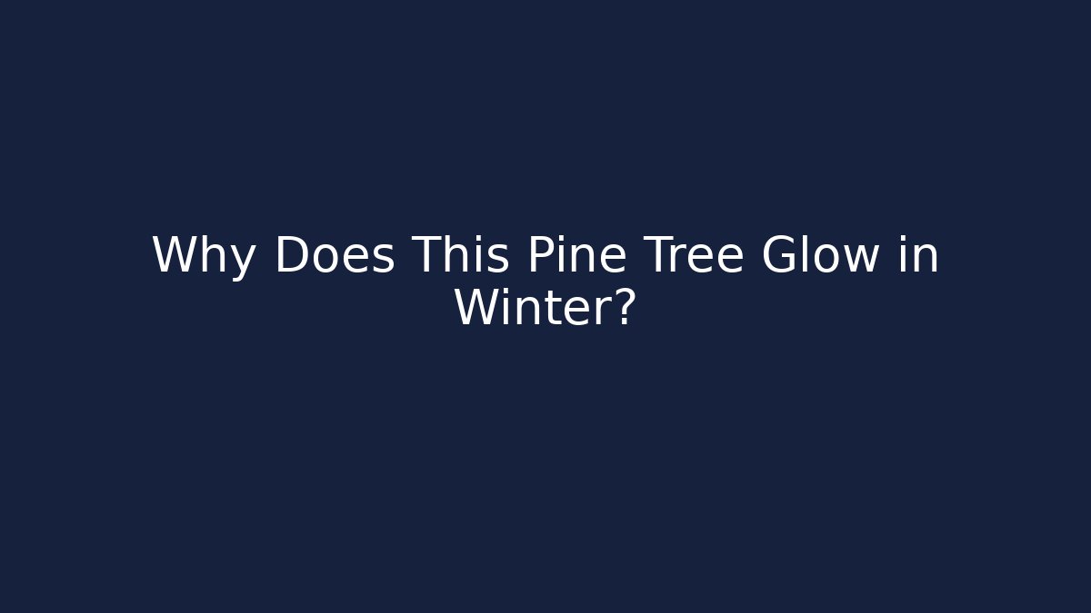 Why Does This Pine Tree Glow in Winter?