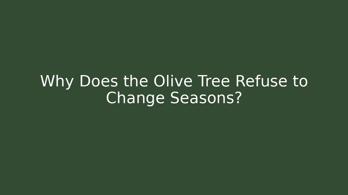 Why Does the Olive Tree Refuse to Change Seasons?