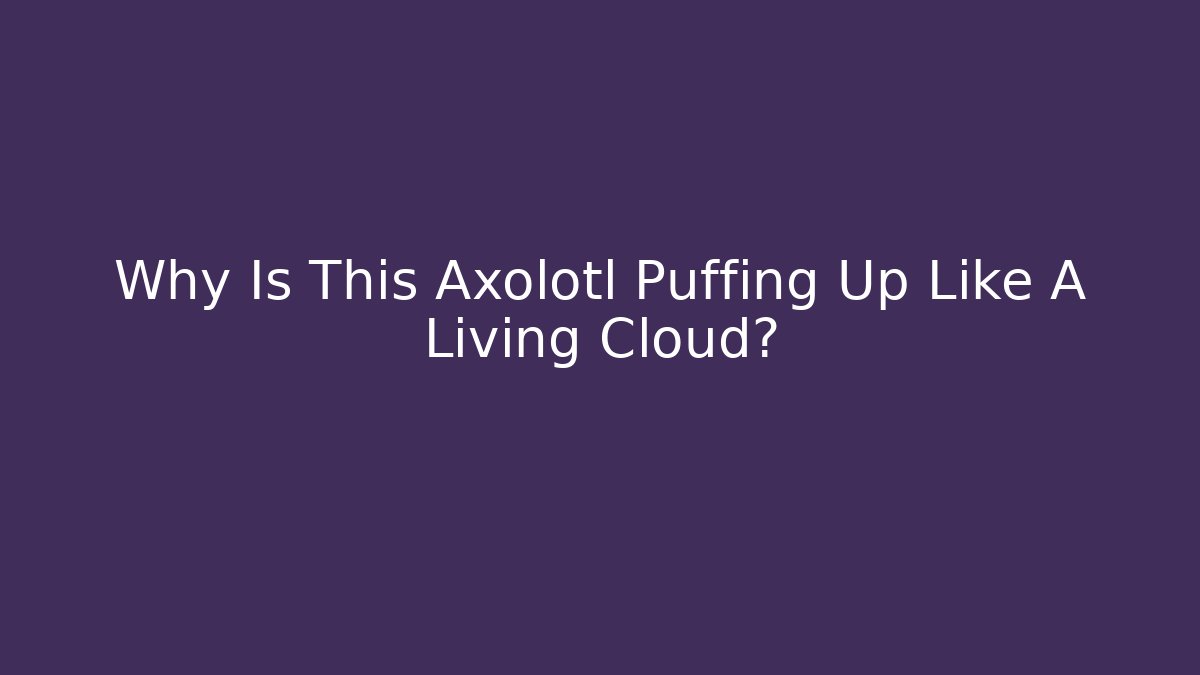 Why Is This Axolotl Puffing Up Like A Living Cloud?