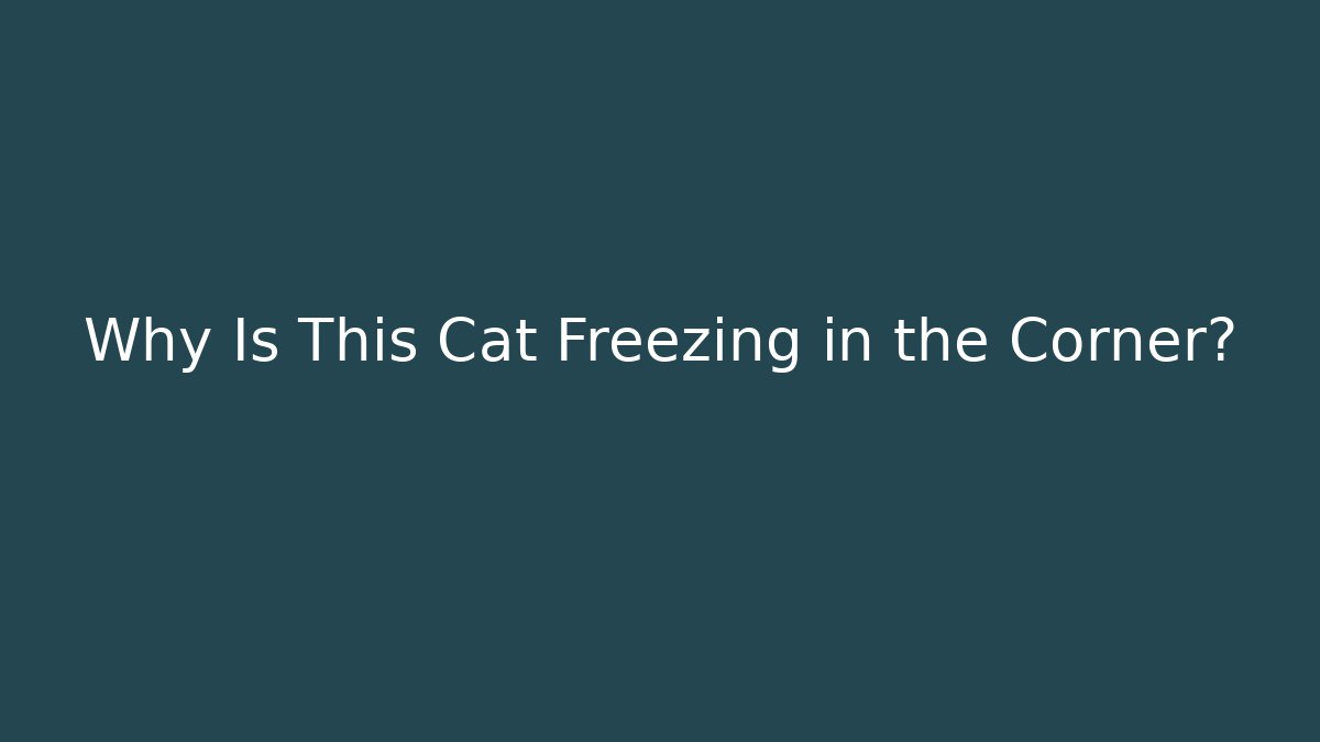 Why Is This Cat Freezing in the Corner?
