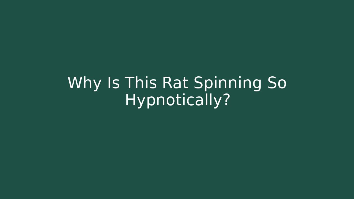 Why Is This Rat Spinning So Hypnotically?