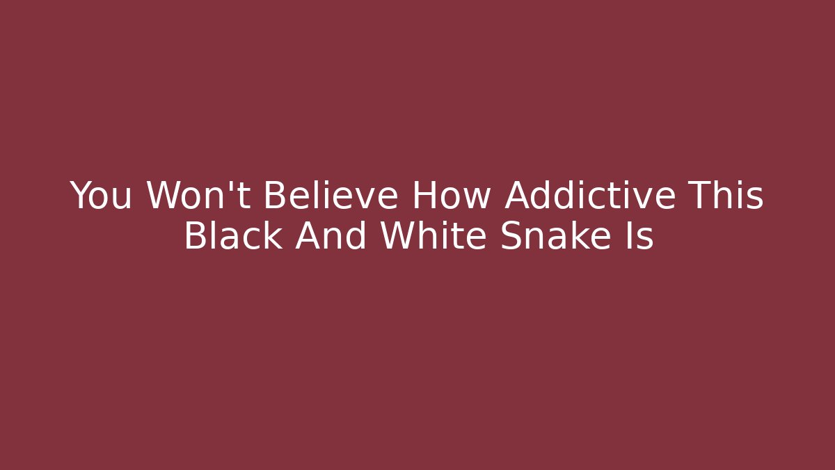 You Won't Believe How Addictive This Black And White Snake Is