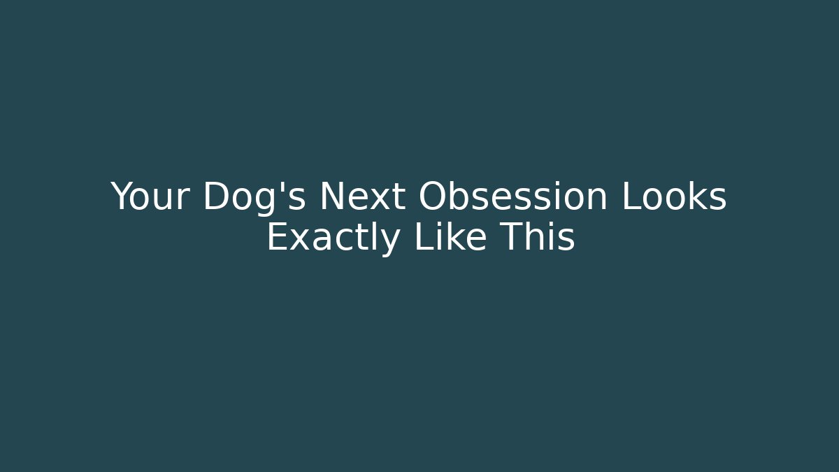 Your Dog's Next Obsession Looks Exactly Like This